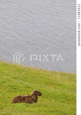 A brown sheep ram 11961812