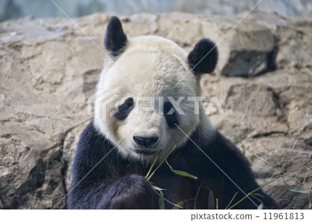 giant panda while eating bamboo giant panda while eating bamboo 11961813