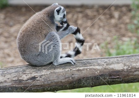 lemur monkey lemur monkey 11961814