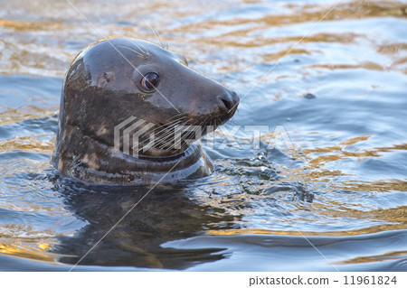 grey seal portrait 11961824