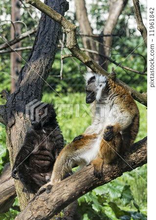 lemur monkey while spreading arms to the sun lemur monkey while spreading arms to the sun 11961842