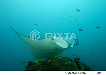 An isolated Manta in the blue background 11961855