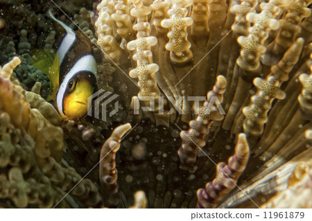 Clown fish while looking at you from anemone Clown fish while looking at you from anemone 11961879