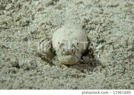 Wolf fish hiding in sand, Philippines 11961880