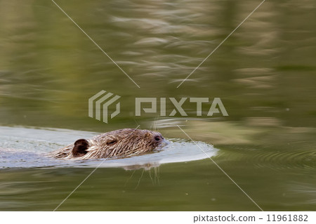 Isolated Beaver coypu while swimming 11961882