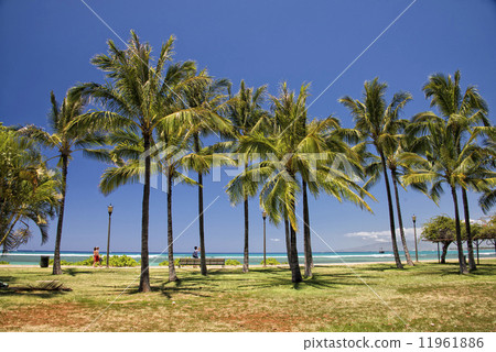 Waikiki beach panorama 11961886