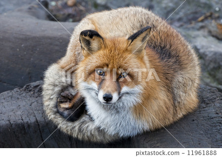 isolated red fox close up portrait 11961888