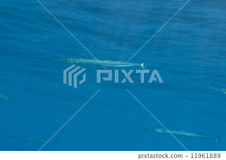 Needle fish underwater 11961889