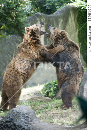 Two black grizzly bears while fighting 11961905