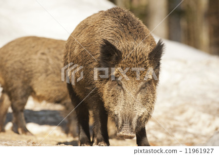A wild pork mouth while eating A wild pork mouth while eating 11961927