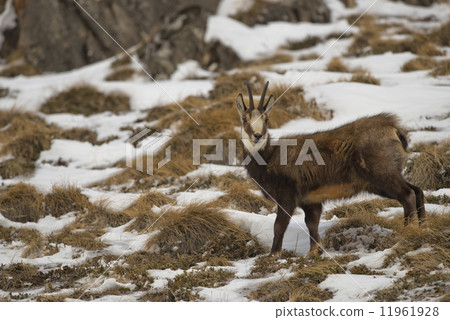 An isolated chamois deer in the snow background 11961928