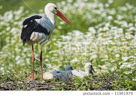 Stork with baby puppy in its nest on the daisy background 11961979