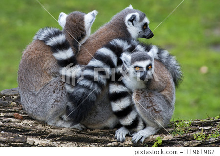 lemur monkey 11961982
