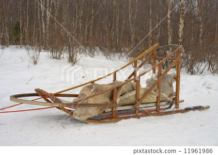 sledding with sled dog in lapland in winter time 11961986