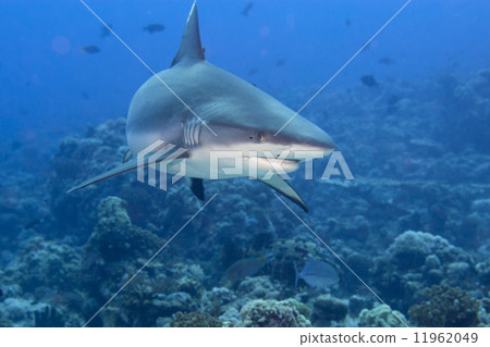 A grey shark jaws ready to attack underwater close up portrait A grey shark jaws ready to attack underwater close up portrait 11962049