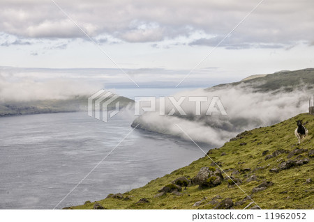 Sheep ram in far faer oer island landscape 11962052