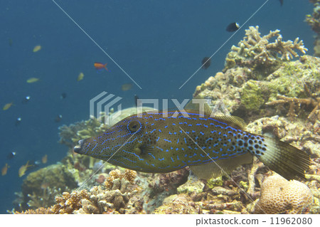 harlequin filefish in Sipadan, Borneo, Malaysia harlequin filefish in Sipadan, Borneo, Malaysia 11962080