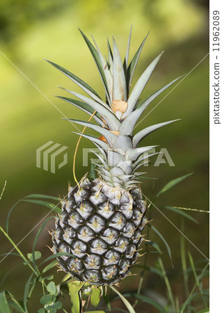 pineapple ready for harvest pineapple ready for harvest 11962089