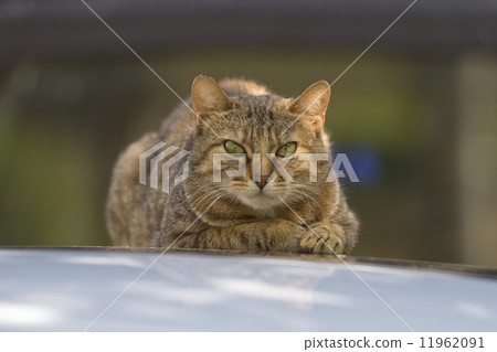 cat close up portrait 11962091