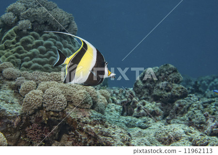 Moorish idol 11962113