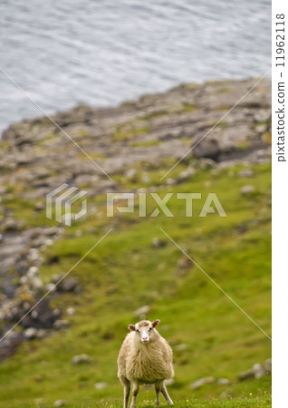 Sheep ram in iceland 11962118