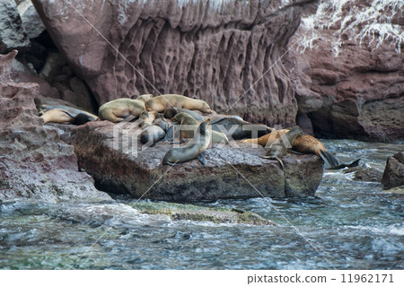 sea lion seals relaxing sea lion seals relaxing 11962171