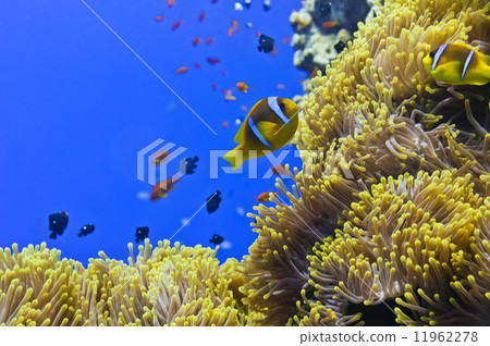 A clown fish portrait in the blue background 11962278