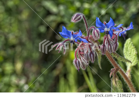 blue wild orchid blue wild orchid 11962279