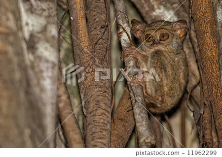 Tarsius small nocturnal monkey 11962299