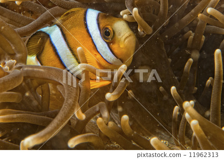 Clown fish while looking at you from anemone Clown fish while looking at you from anemone 11962313