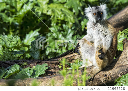 lemur monkey while spreading arms to the sun 11962328