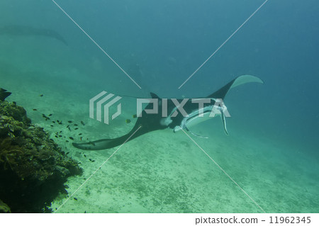An isolated Manta in the blue and sand background 11962345