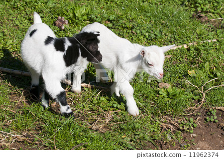 Just born white goatling nannie 11962374