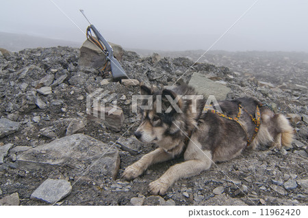 Husky dog with hunting rifle on foggy day 11962420