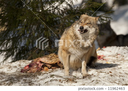 A grey wolf isolated in the snow while eating and looking at you 11962463