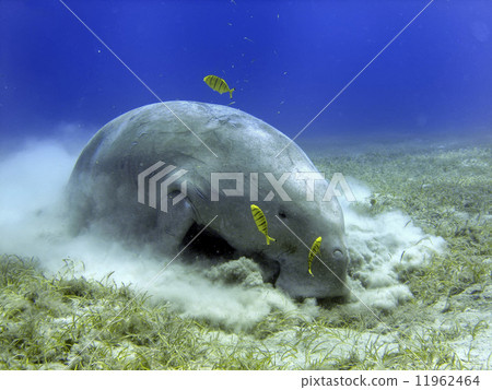 Isolated Dugongo Sea Cow while digging sand for food 11962464