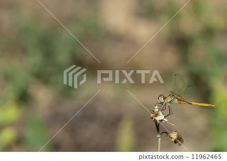 A dragonfly portrait 11962465