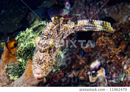 triggerfish underwater triggerfish underwater 11962479