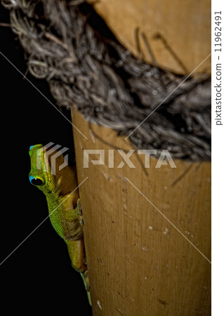 Gold dust day gecko while looking at you Gold dust day gecko while looking at you 11962491