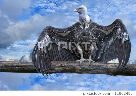 Isolated vulture, buzzard looking at you Isolated vulture, buzzard looking at you 11962493