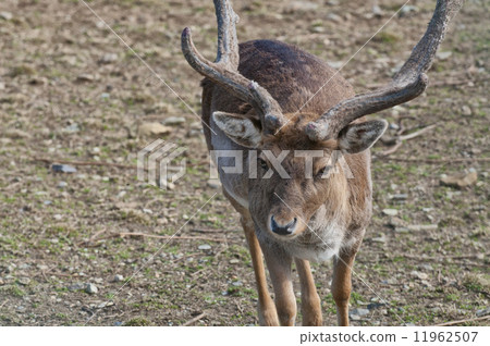 Male Roe Mule Deer 11962507