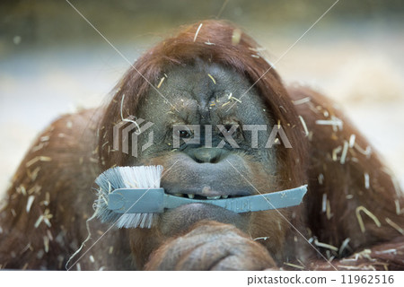orang utan monkey close up portrait 11962516