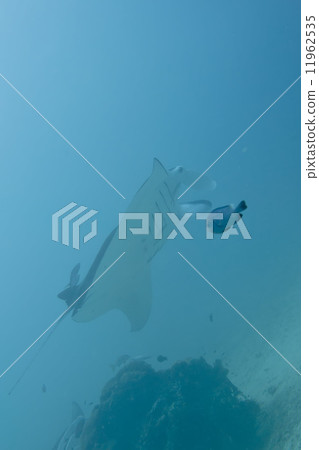 Manta in the deep blue ocean background 11962535