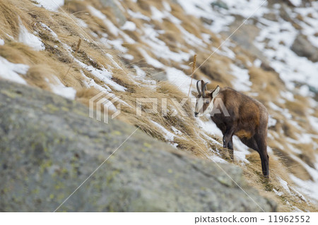 An isolated chamois deer in the snow background 11962552