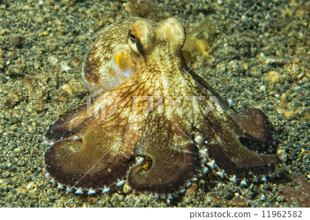 coconut octopus underwater portrait 11962582