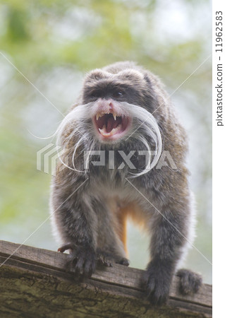 Emperor Tamarin monkey isolated close up portrait 11962583