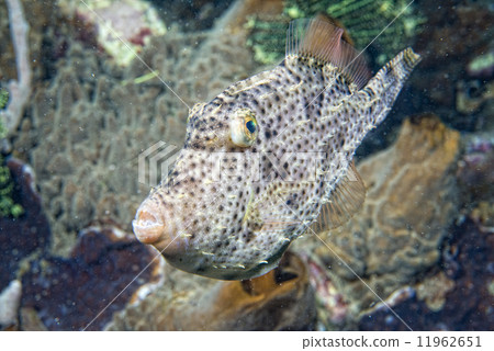 triggerfish underwater triggerfish underwater 11962651