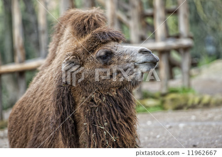 Isolated Dromedar Camel sitting near Bedouin Oasis 11962667