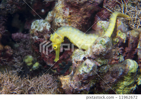 A yellow kuda female sea horse in Philippines 11962672