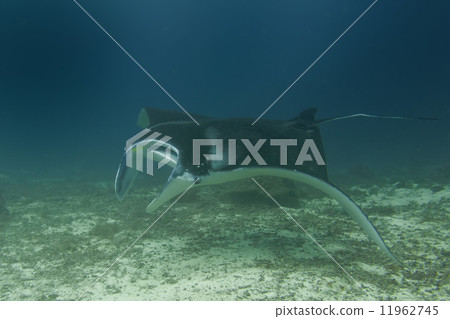 An isolated Manta in the blue and sand background 11962745